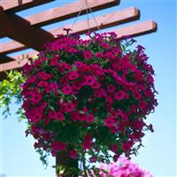 Wave® Purple Classic Spreading Petunia Basket