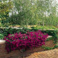 Wave® Purple Classic Spreading Petunia Commercial Landscape 2