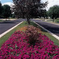 Wave® Purple Classic Spreading Petunia Commercial Landscape 3
