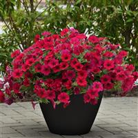 Wave® Carmine Velour Spreading Petunia Container