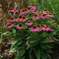 Echinacea PowWow® Wild Berry Garden