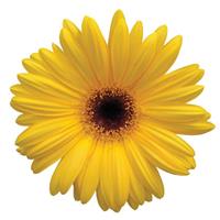 Revolution™ Golden Yellow with Dark Eye Gerbera Bloom