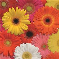 Revolution™ Select Mixture Gerbera Bloom