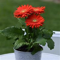 Revolution™ Orange with Light Eye Gerbera Container