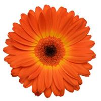 Revolution™ Bicolor Yellow Orange Gerbera Bloom