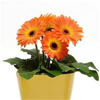 Revolution™ Bicolor Yellow Orange Gerbera Container