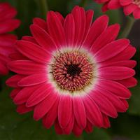 Revolution™ Bicolor Rose White Gerbera Bloom