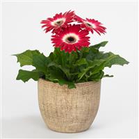 Revolution™ Bicolor Rose White Gerbera Container