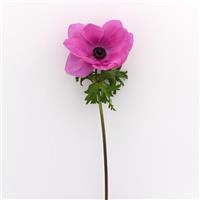 Mona Lisa® Orchid Shade Anemone Single Stem, White Background