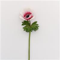 Mona Lisa® Red Bicolor Anemone Single Stem, White Background