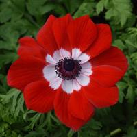 Mona Lisa® Scarlet Eye Anemone Bloom