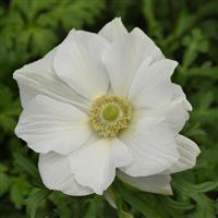 Mona Lisa® White Anemone Bloom