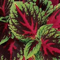 Kong® Red Coleus, Premium Shade Bloom