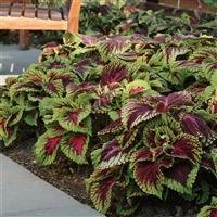 Kong® Red Coleus, Premium Shade Landscape