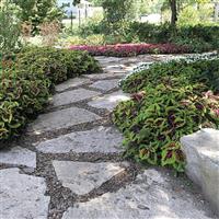 Kong® Rose Coleus, Premium Shade Commercial Landscape 1