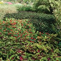 Kong® Rose Coleus, Premium Shade Commercial Landscape 2