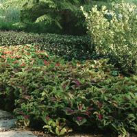 Kong® Rose Coleus, Premium Shade Landscape