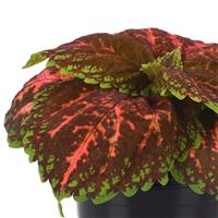 Kong® Salmon Pink Coleus, Premium Shade Bloom