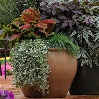 Kong® Salmon Pink Coleus, Premium Shade Commercial Landscape 1
