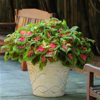Kong® Salmon Pink Coleus, Premium Shade Container