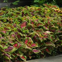 Kong® Salmon Pink Coleus, Premium Shade Landscape