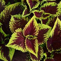 Kong® Scarlet Coleus, Premium Shade Bloom