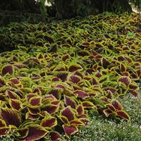 Kong® Scarlet Coleus, Premium Shade Commercial Landscape 1