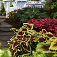 Kong® Scarlet Coleus, Premium Shade Commercial Landscape 2