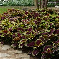 Kong® Scarlet Coleus, Premium Shade Landscape
