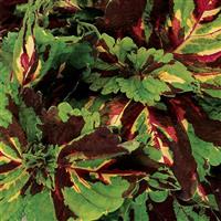 Kong® Mosaic Coleus, Premium Shade Bloom