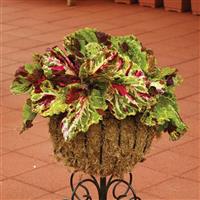 Kong® Mosaic Coleus, Premium Shade Container