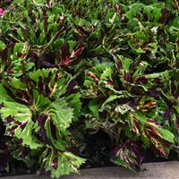 Kong® Mosaic Coleus, Premium Shade Landscape