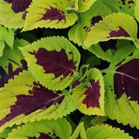 Kong® Lime Sprite Coleus, Premium Shade Bloom