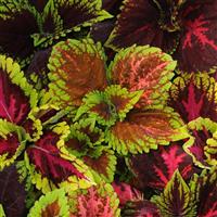 Kong® Empire Mixture Coleus, Premium Shade Bloom