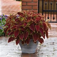 Ruby Heart Coleus, Premium Sun Container