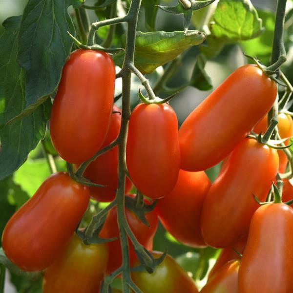 Tomato Marzito Bloom