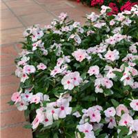 Valiant™ Apricot Vinca Landscape