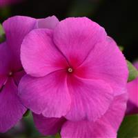 Valiant™ Lilac Vinca Bloom