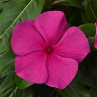 Valiant™ Magenta Vinca Bloom