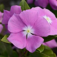 Valiant™ Orchid Vinca Bloom