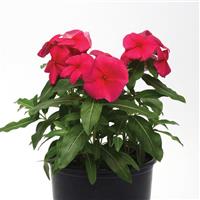 Valiant™ Punch Vinca Container