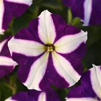 Mirage™ Blue Star Petunia Bloom