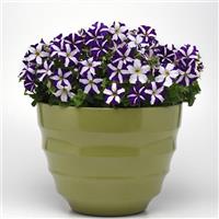 Mirage™ Blue Star Petunia Container