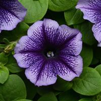 Mirage™ Blue Vein Petunia Bloom
