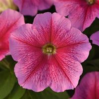 Mirage™ Chic Petunia Bloom