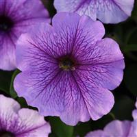 Mirage™ Lavender Petunia Bloom