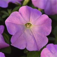 Mirage™ Lilac Petunia Bloom