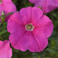 Mirage™ Pink Petunia Bloom