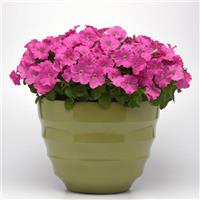 Mirage™ Pink Petunia Container