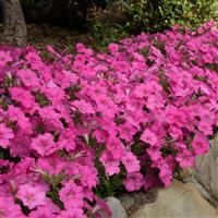 Mirage™ Pink Petunia Landscape